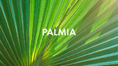 Coruna Branding       PALMIA